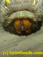 /home//u458753944/public_html/sourcegallery////Insects and small critters/butterflies and moths (Lepidoptera)/P1100273.JPG